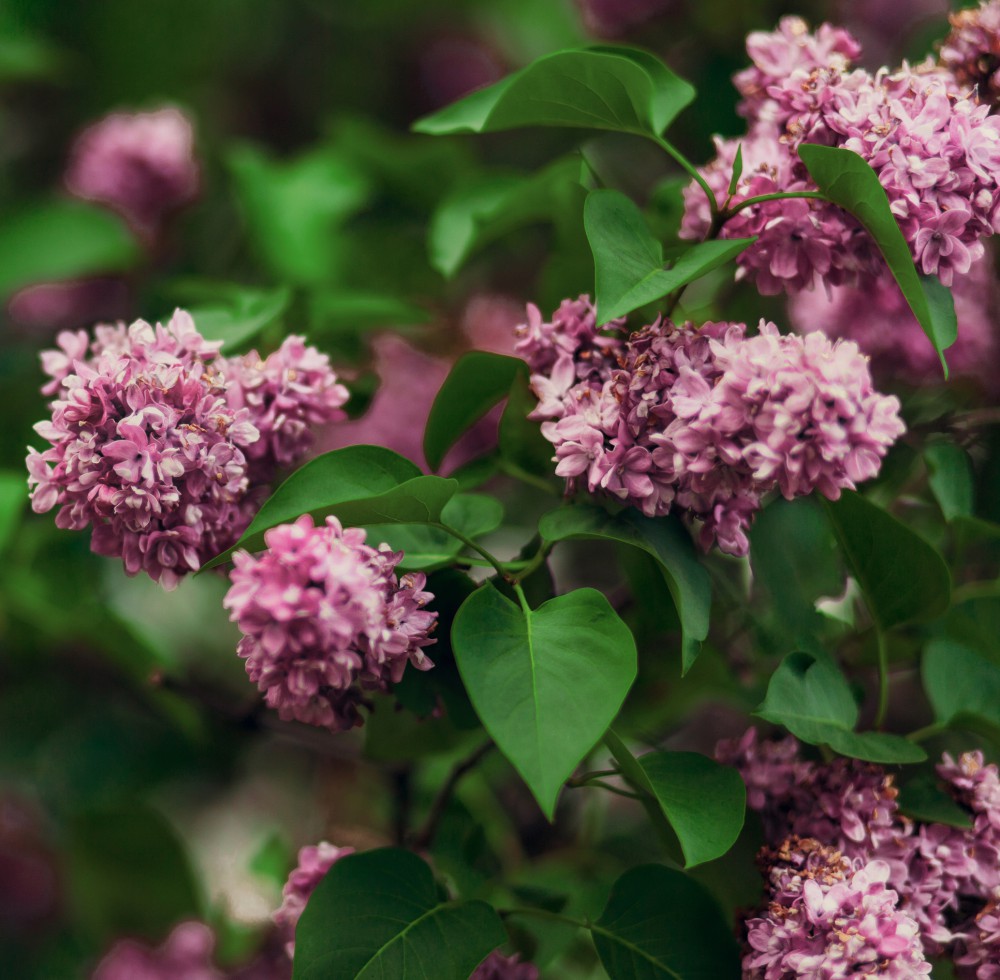 T&M Syringa Dwarf Lilac Pink Hardy Shrub Flowering Garden Plants 1 x ...