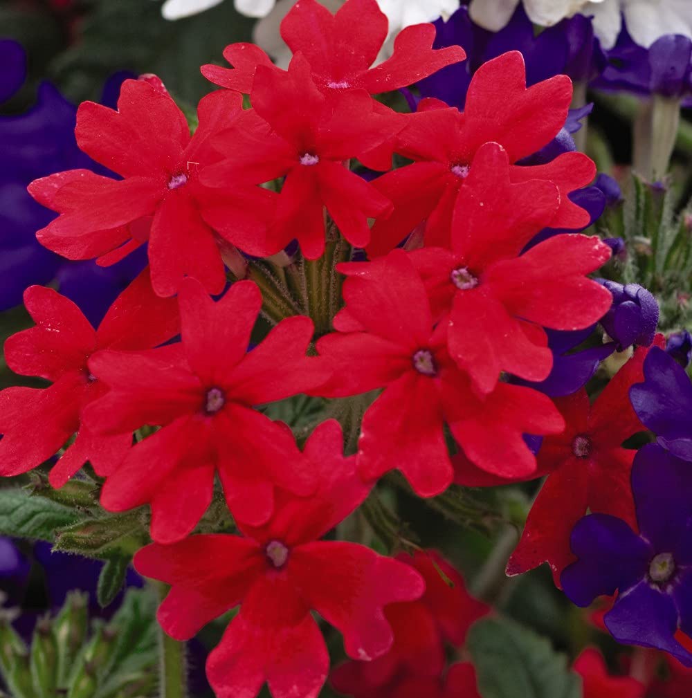 T&M Verbena Union Jack Mixed Flowering Plant Hardy Perennial Garden ...