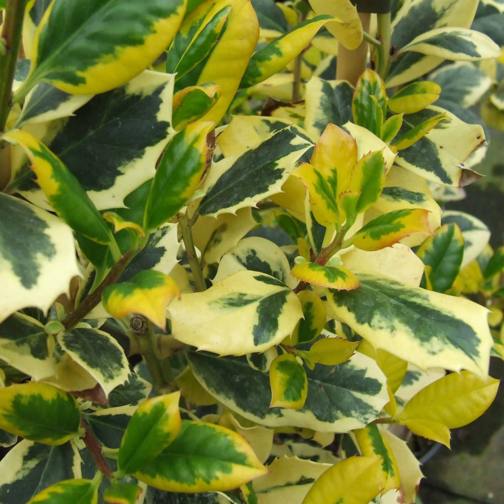 T&M Holly Standard Tree Hardy Evergreen Garden Golden King 1