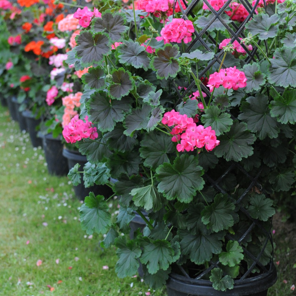 T&M Geranium Tall Dark & Handsome Hot Pink Garden Patio Perennial 1L