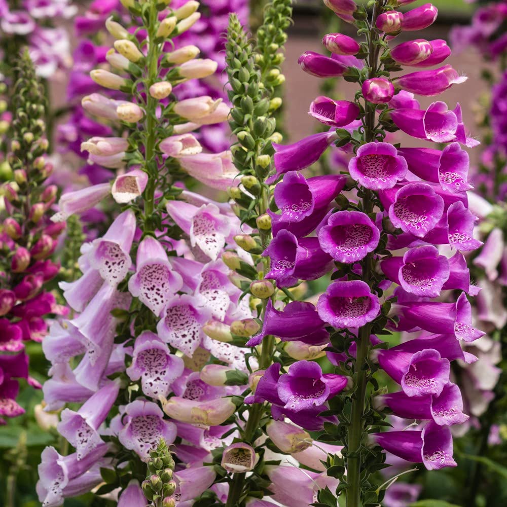 T&M Foxglove Dalmatian Mixed Garden Plant Hardy Biennial Flowering ...