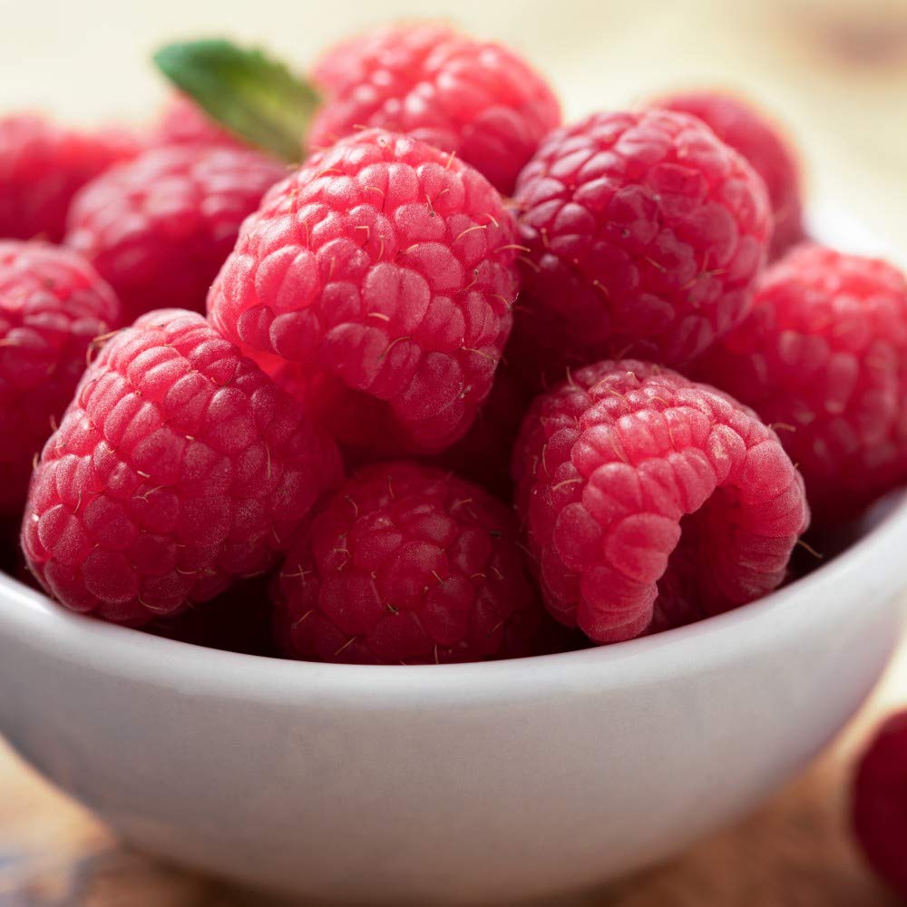 T&M Raspberry Glen Ample Garden Fruit Hardy Perennial Shrub Bare Roots