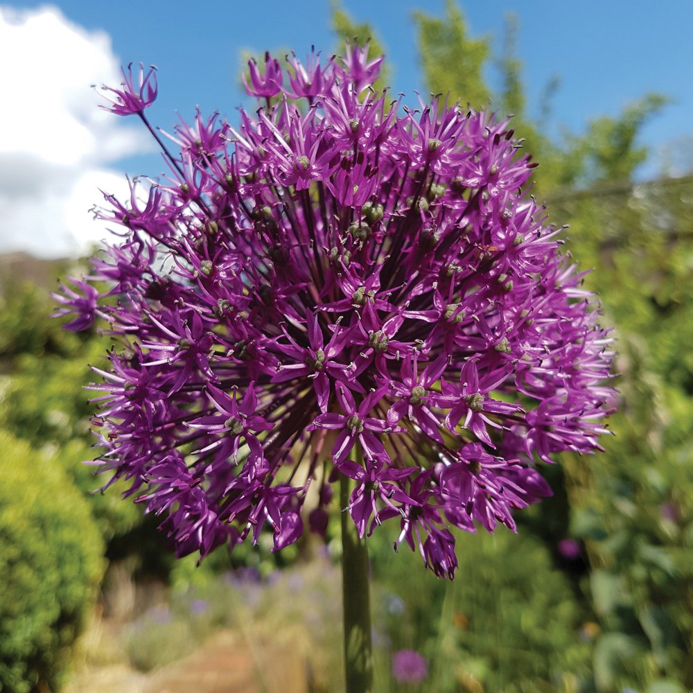 T&amp;M Alliums Collection Bulbs Plants Hardy Spring Flowering