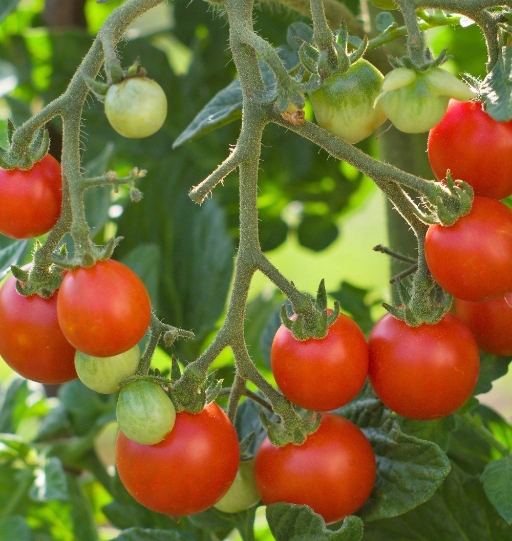 T&M Tomato Tumbling Tom Red Garden Fruiting Half-Hardy Annual Postiplug ...