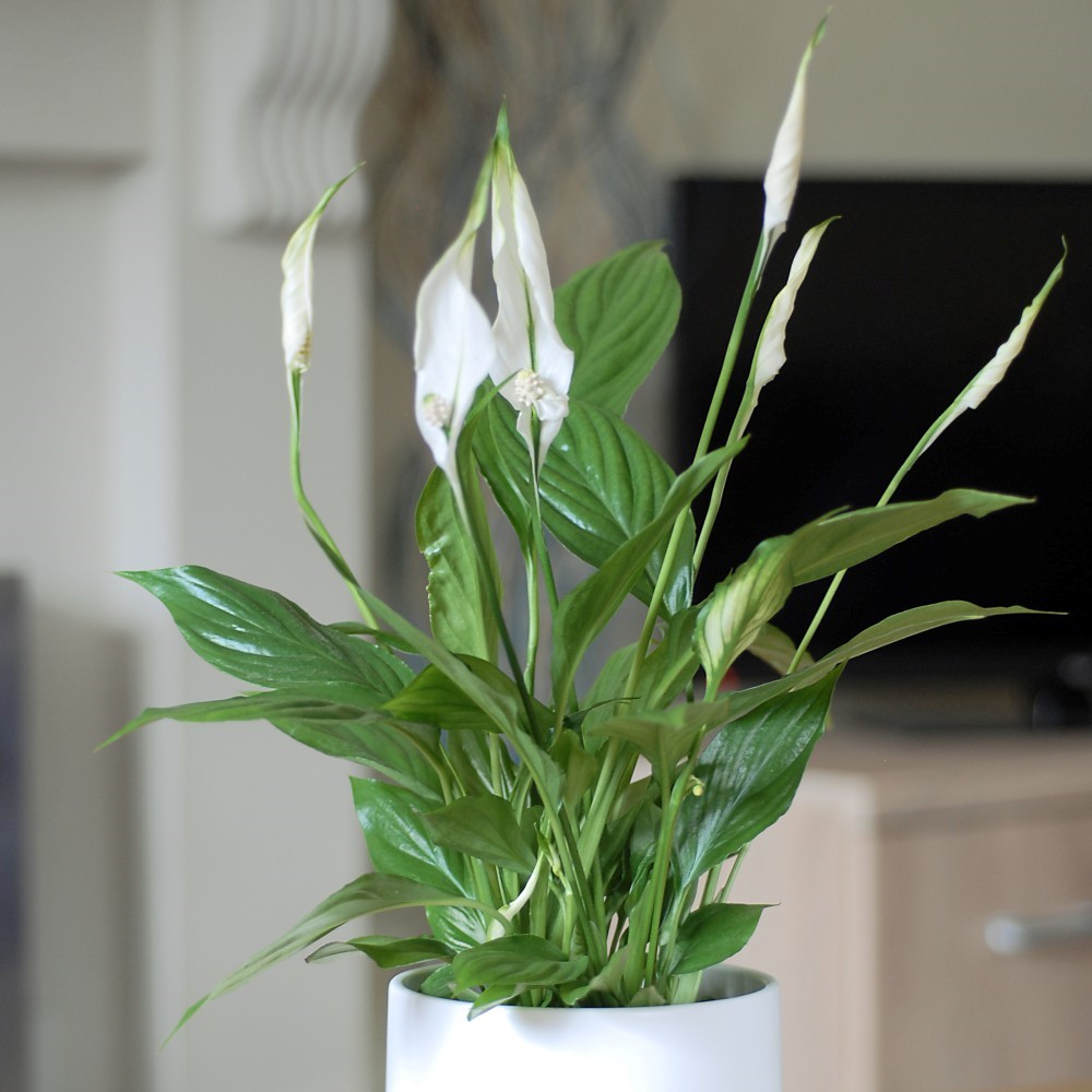 extra large plant pots Slick Rock Wave Large Planter