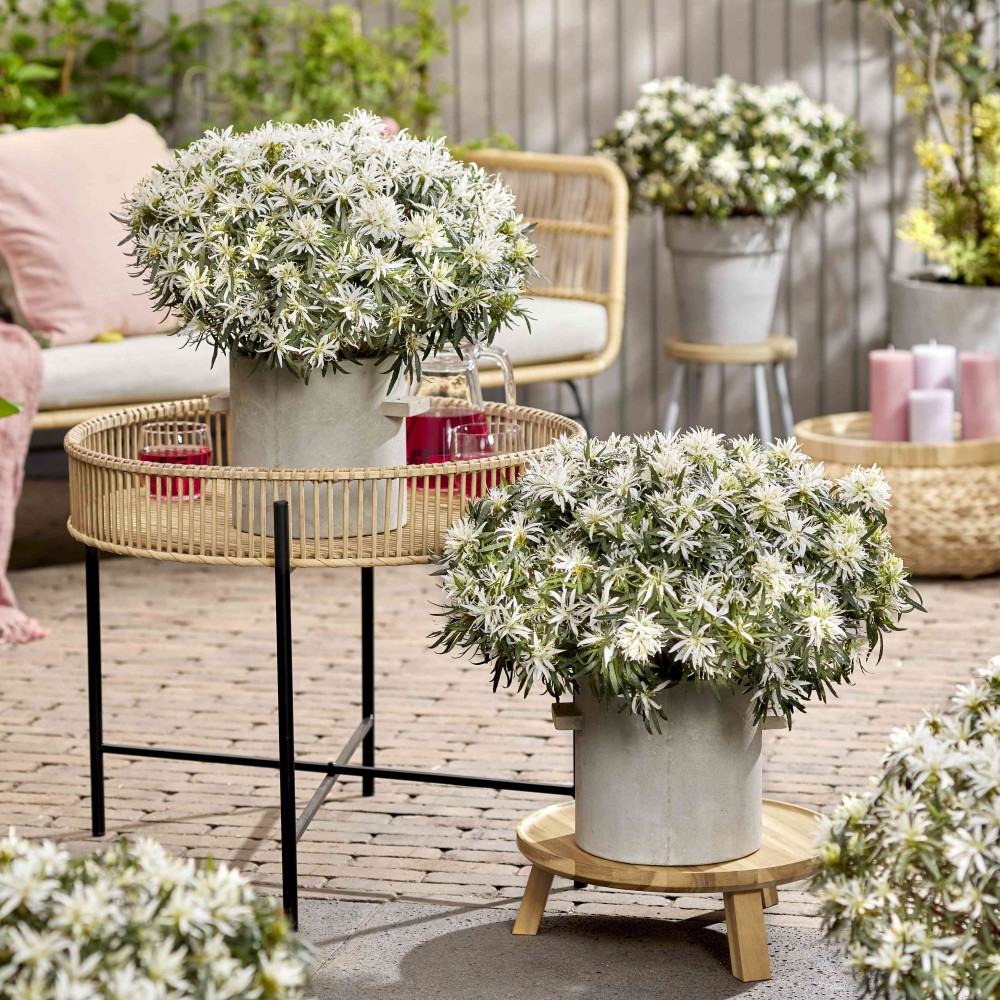 Azalea Plant Starstyle White Compact Hardy Evergreen Shrub 15cm/3 Litre Pot  | eBay UK