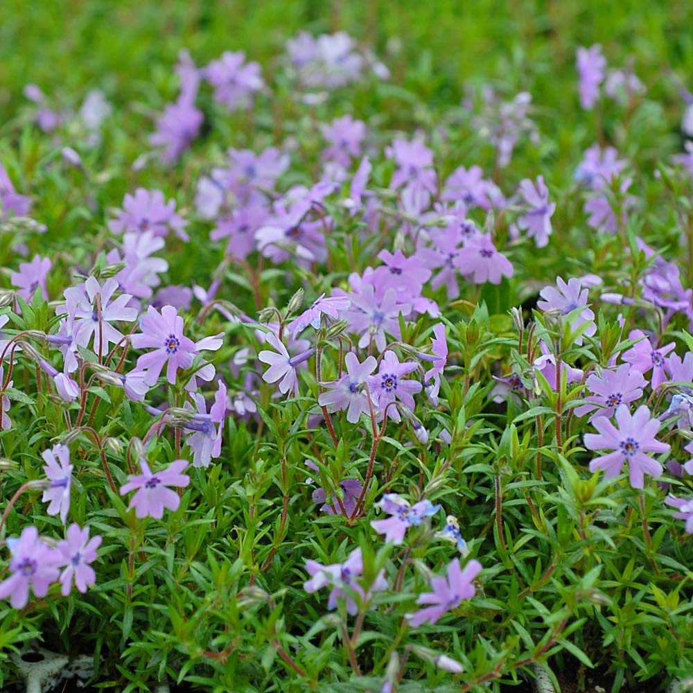 T&M Creeping Fragrant Phlox Collection Garden Perennial 10 x - 100 x ...