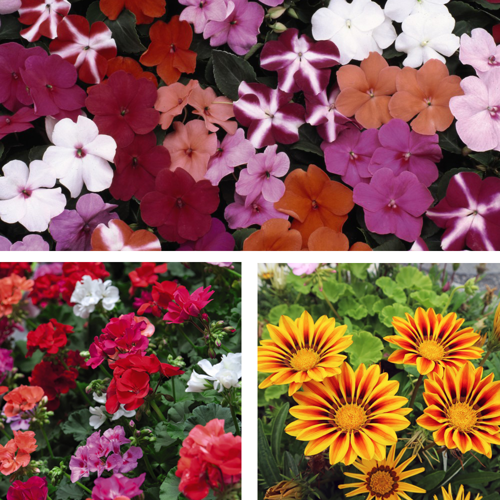 T&M Patio Container Collection Garden Flowering HalfHardy Annual 24