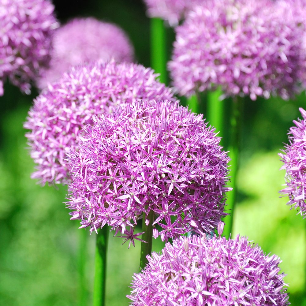 T&amp;M Alliums Collection Bulbs Plants Hardy Spring Flowering