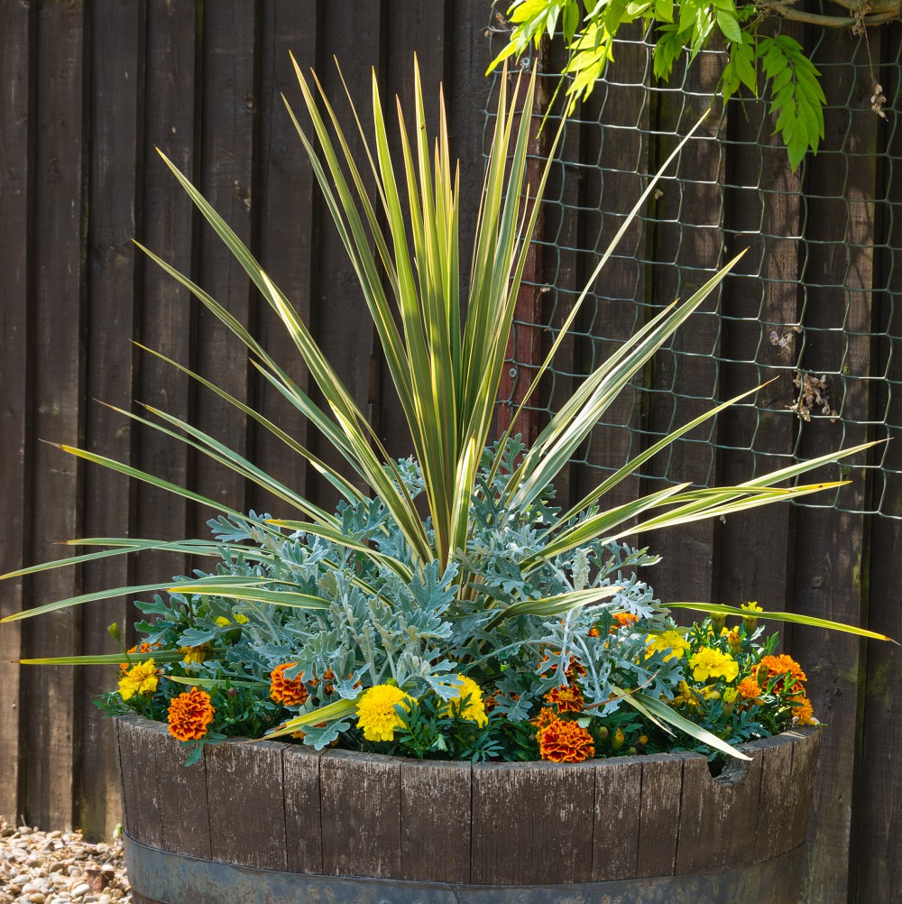 T&M Cordyline Sundance Garden Plant Hardy Shrub Evergreen Jumbo Plug