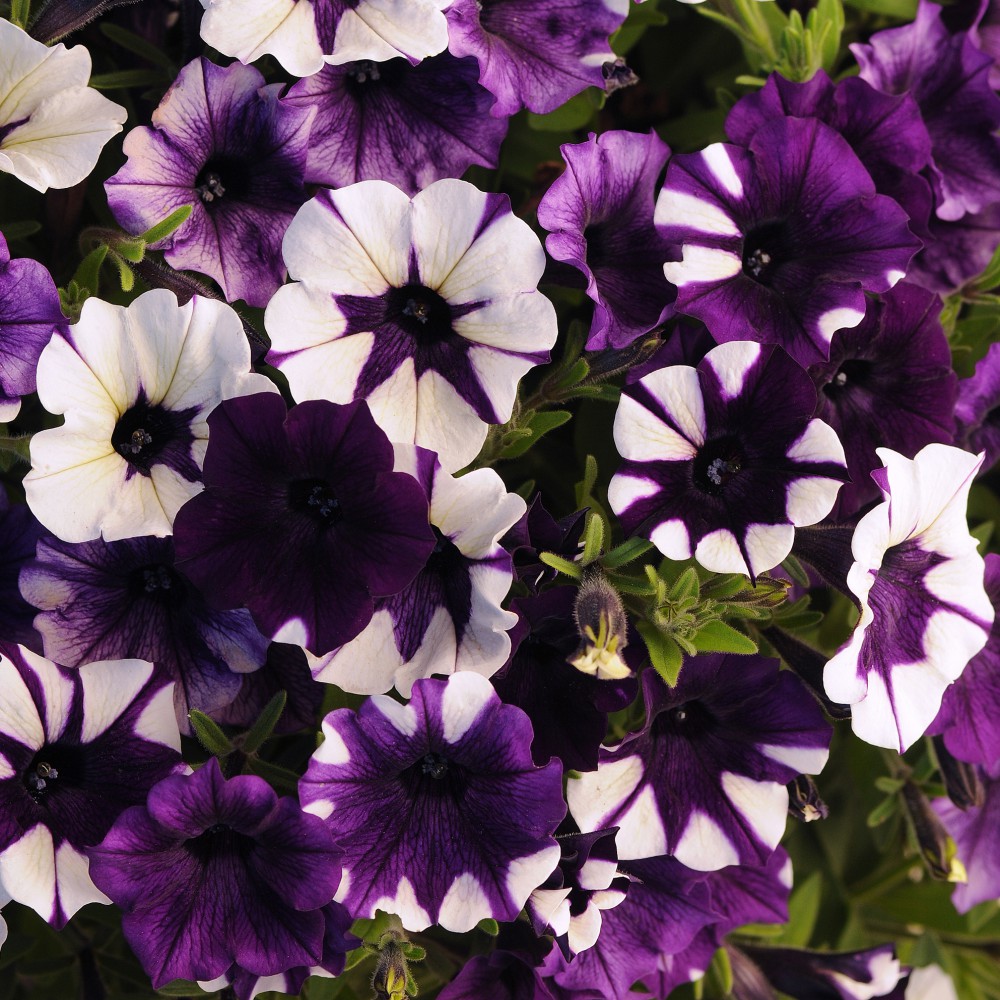 Петуния Petunia Prelude Violet Vein