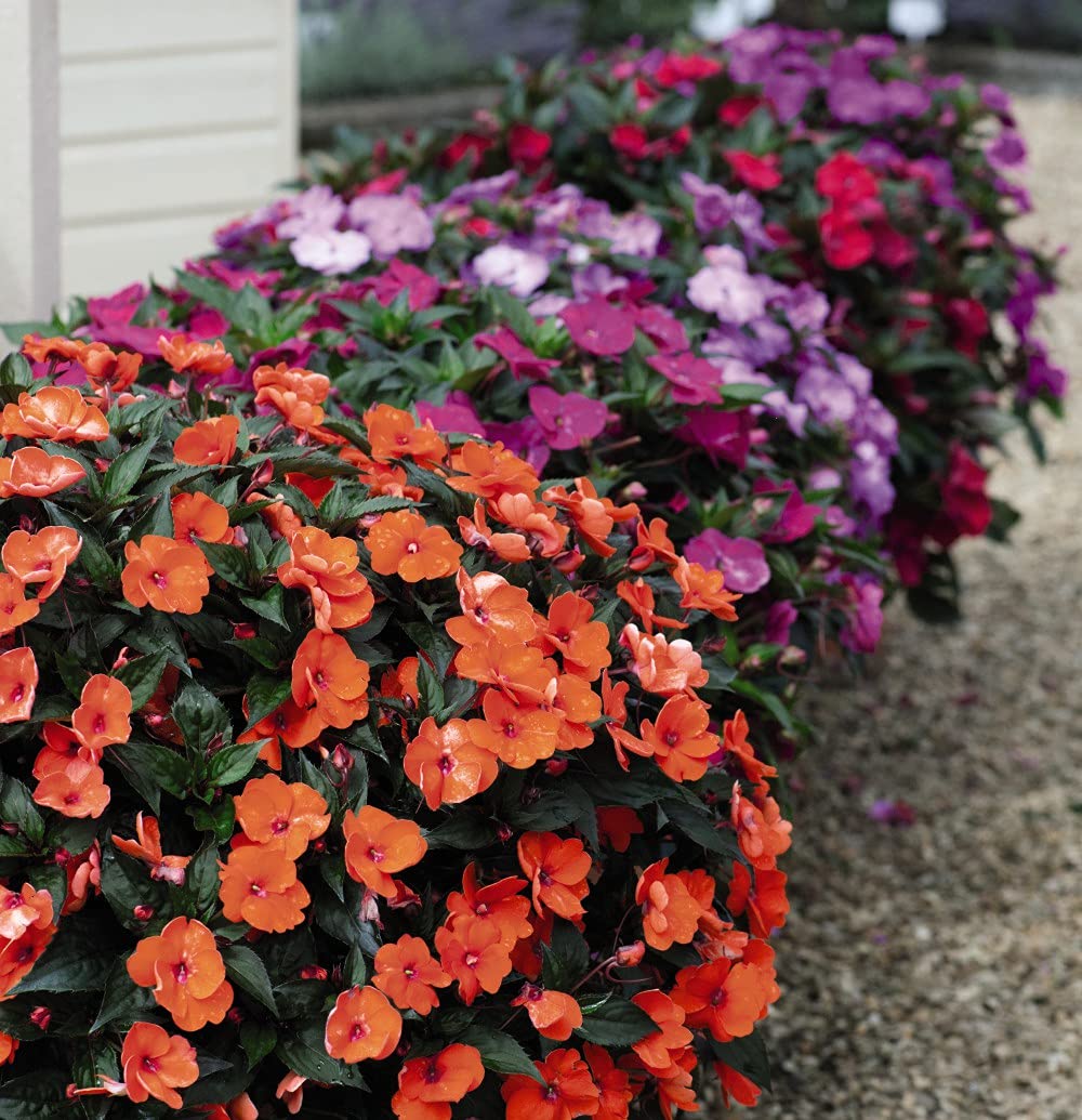 T&M Busy Lizzie Divine Mixed Garden Flower HalfHardy Annual Garden