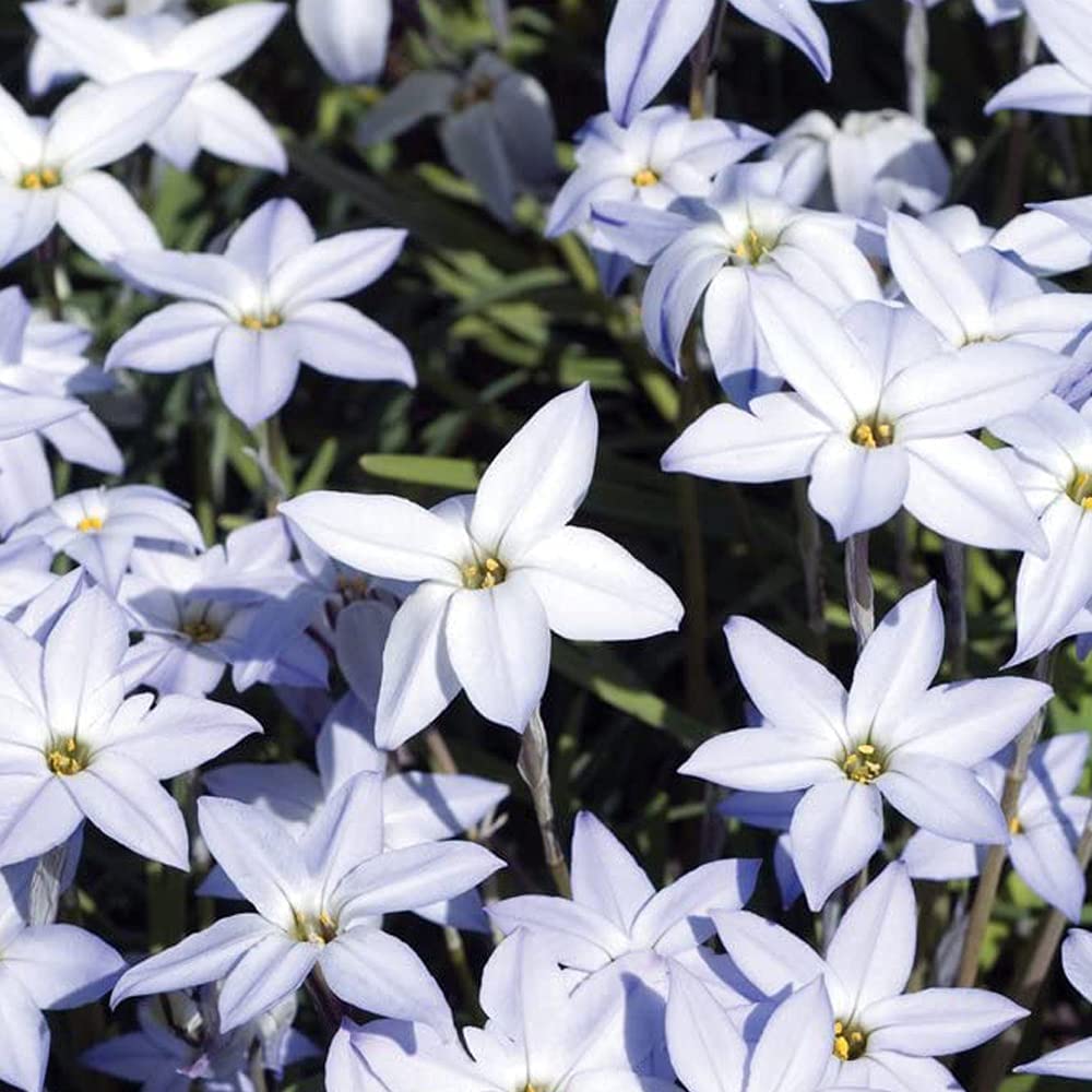 T&M Ipheion Mixed Garden Border & Patio Plants Hardy Bulb Flowering