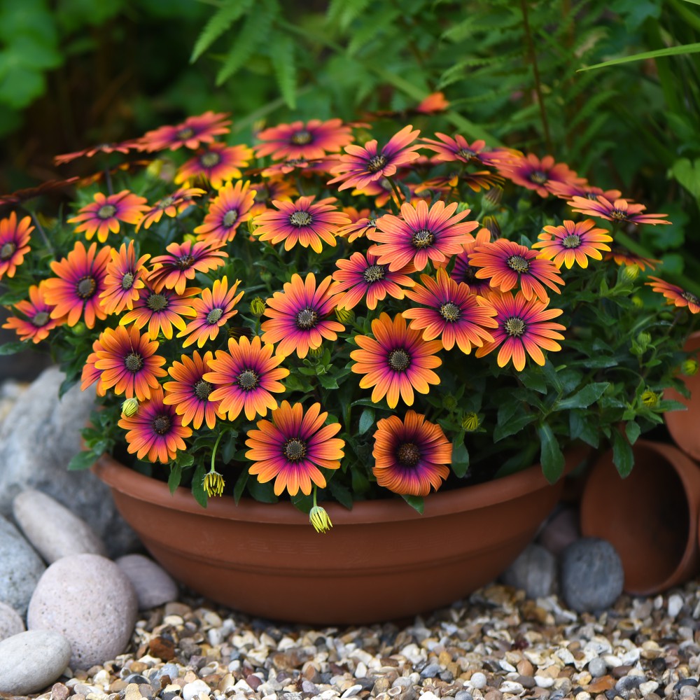 T&M Osteospermum Purple Sun Flowering Garden Plants Postiplugs or 10