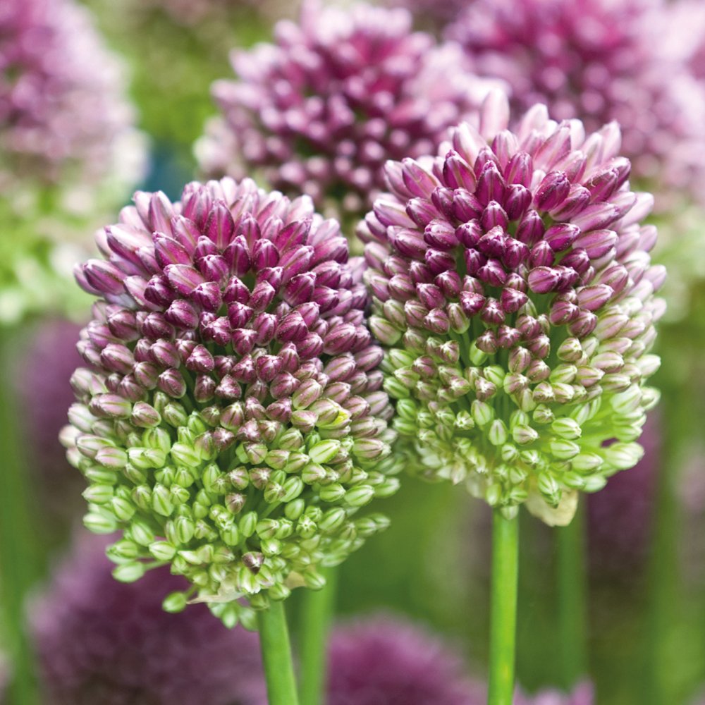T&amp;M Alliums Collection Bulbs Plants Hardy Spring Flowering