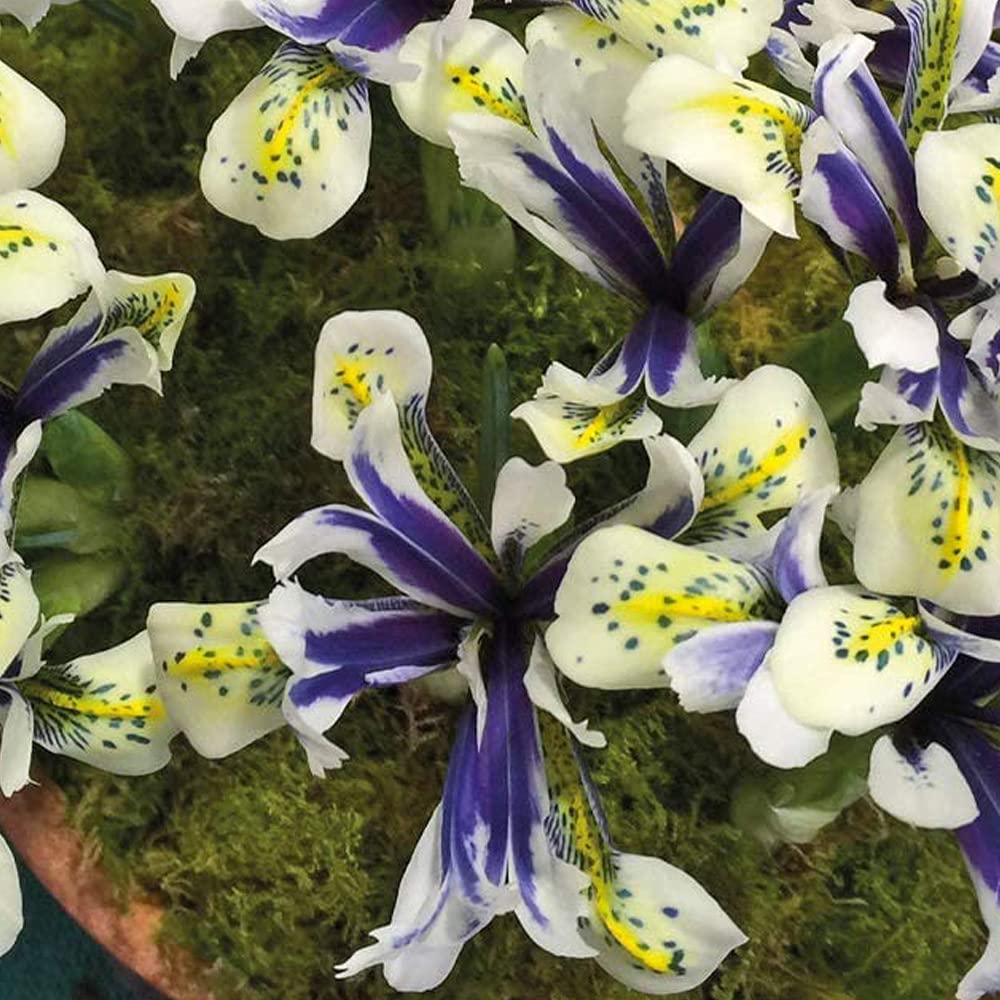 T&M Iris Eyecatcher Garden Border & Patio Plant Hardy Bulb Flowering