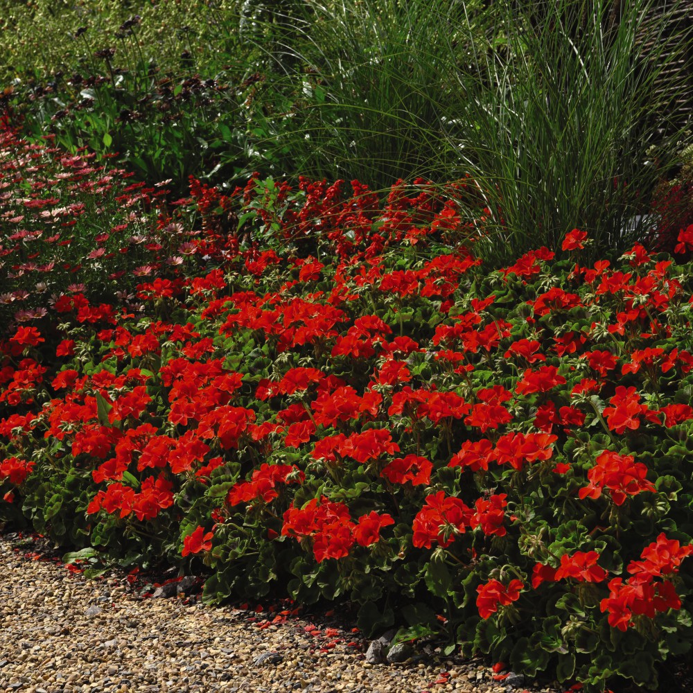T&M Geranium Best Red Garden Flowering Half-Hardy Perennial Garden