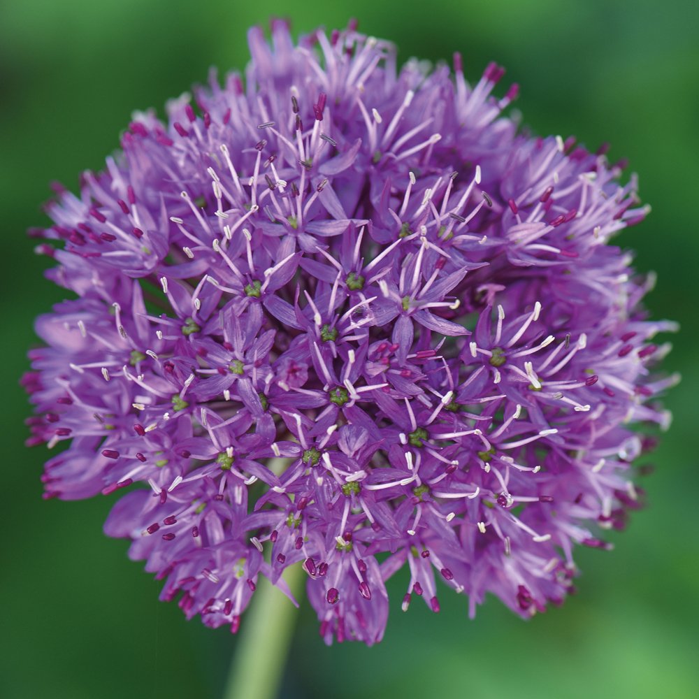 T&amp;M Alliums Collection Bulbs Plants Hardy Spring Flowering