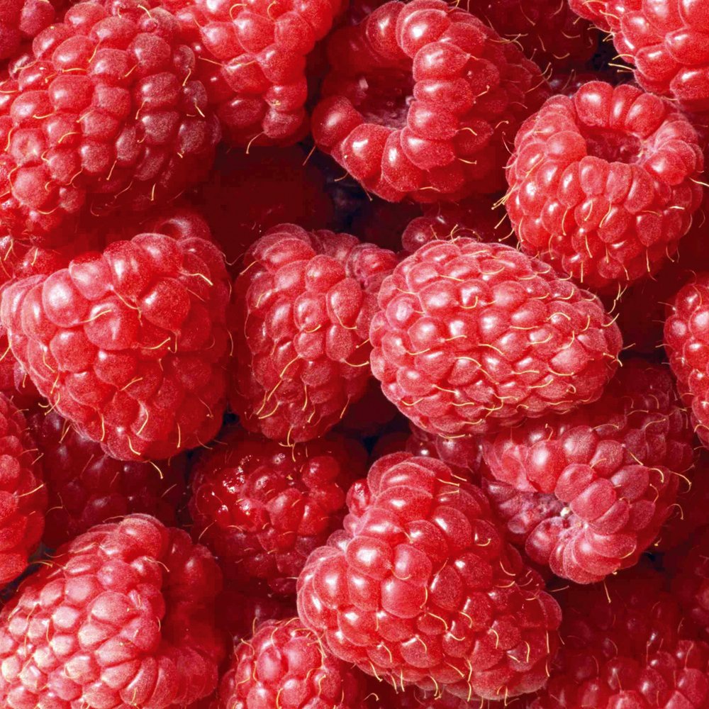 T&M Raspberry Glen Ample Garden Fruit Hardy Perennial Shrub Bare Roots