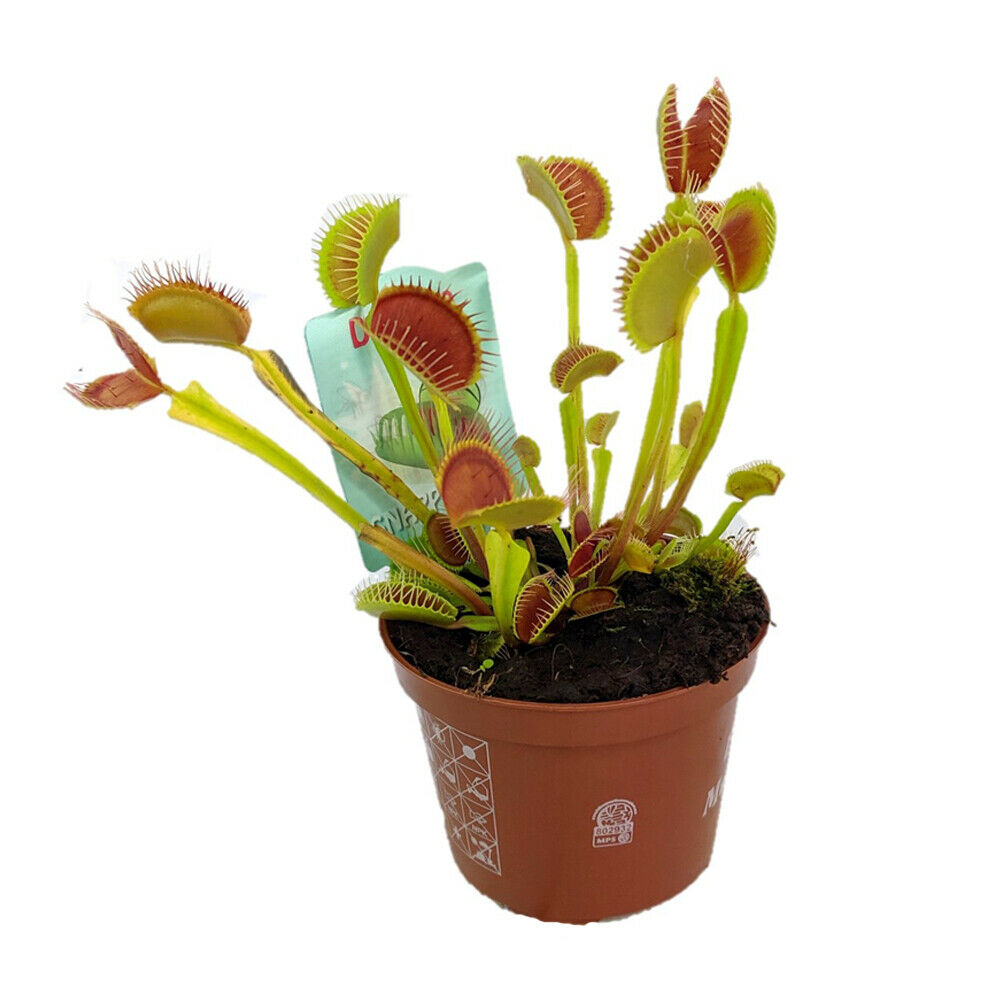 T&M Venus Fly Trap House Plants Carnivorous Dionaea Muscipula 1 or 3 x ...