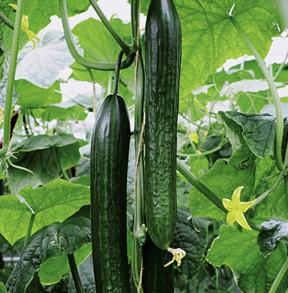 Tandm Cucumber Grafted Duo Vegetable Garden Plants 2 Varieties 8 Pack Options Ebay 