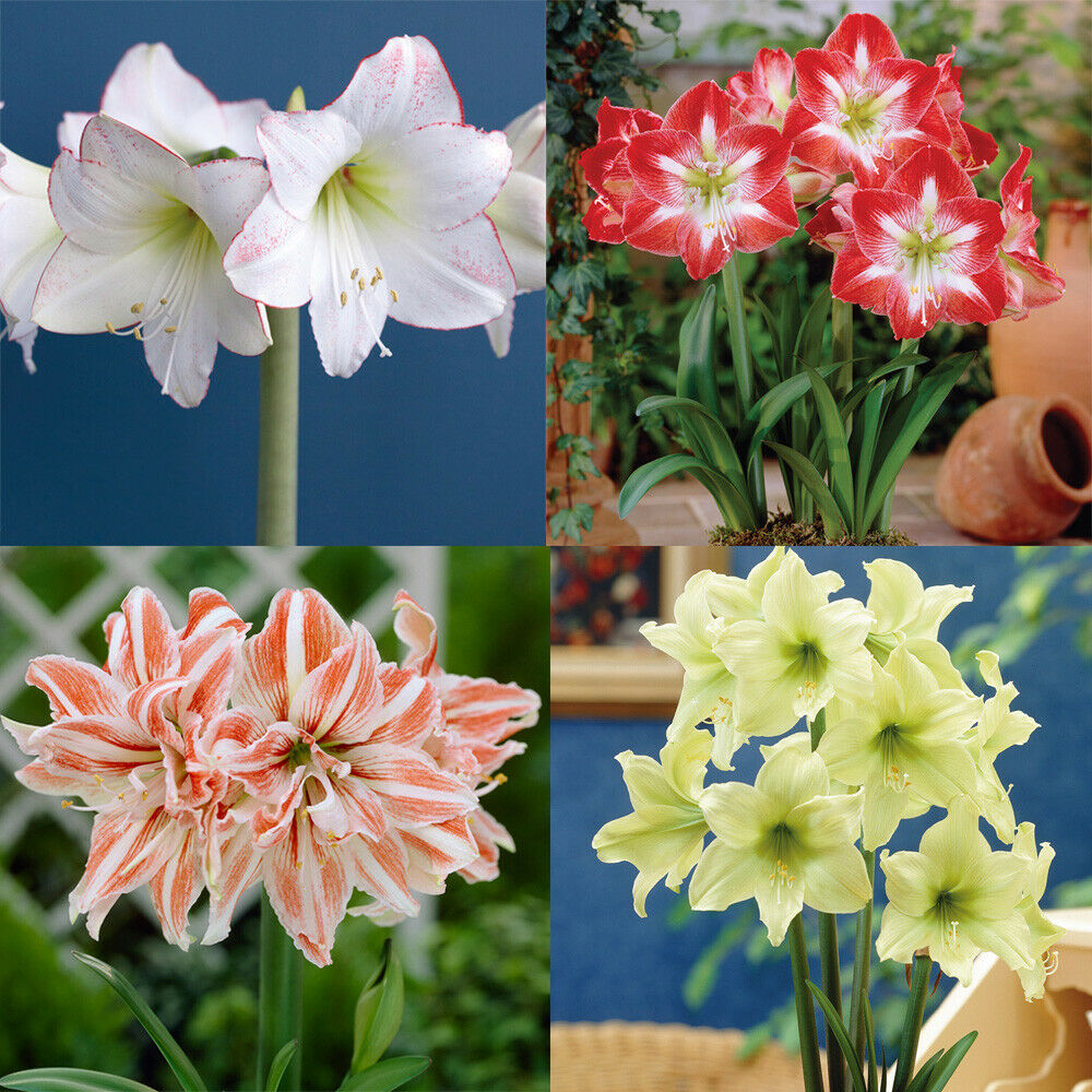 Amaryllis Collection Bulb Flower Indoor House Plants 4