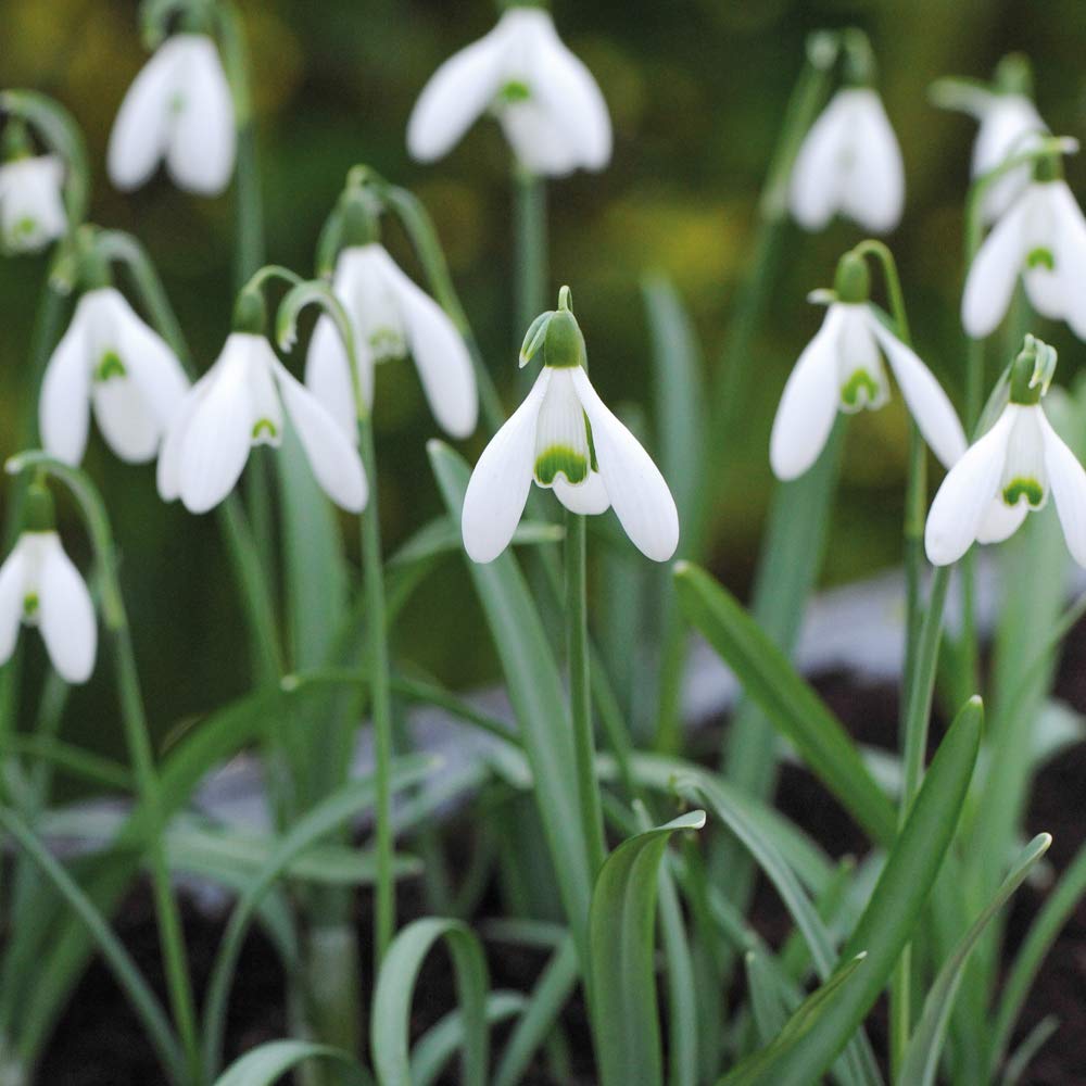 T&m Snowdrop Giant Galanthus Elwesii Garden Hardy Bulb Plants Flowering 