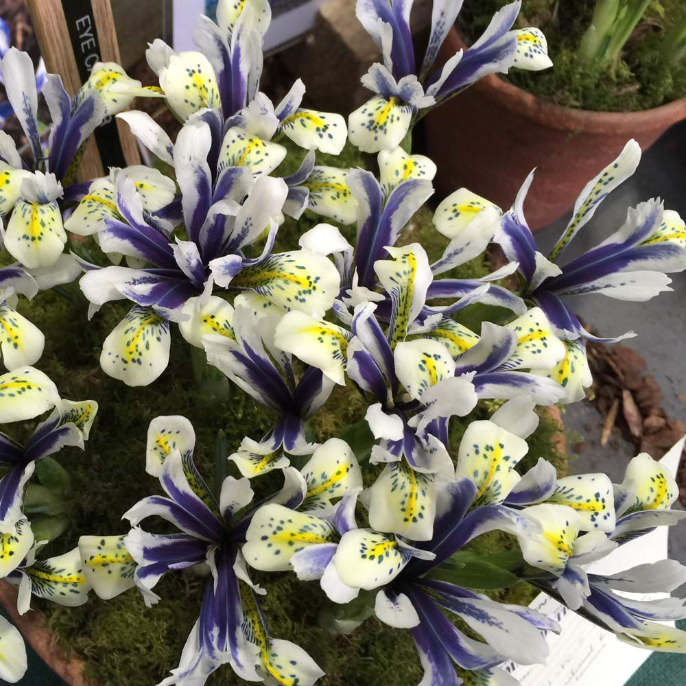 T&M Iris Eyecatcher Garden Border & Patio Plant Hardy Bulb Flowering
