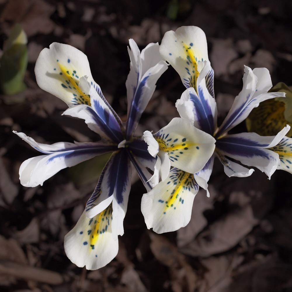 T&M Iris Eyecatcher Garden Border & Patio Plant Hardy Bulb Flowering Plant Bulbs eBay