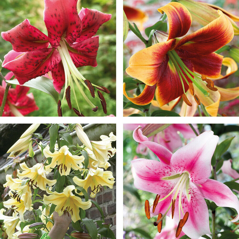 T&M Towering Tree Lily Collection 4 Varieties Flower Plants 5 Pack