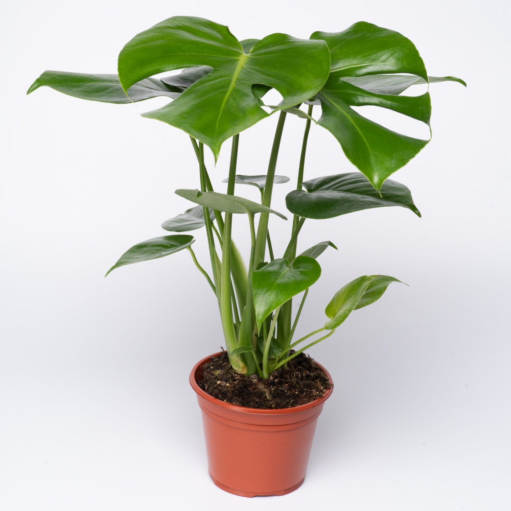 philodendron riparium Philodendron Tripartitum | Large Lobed Climbing Aroid