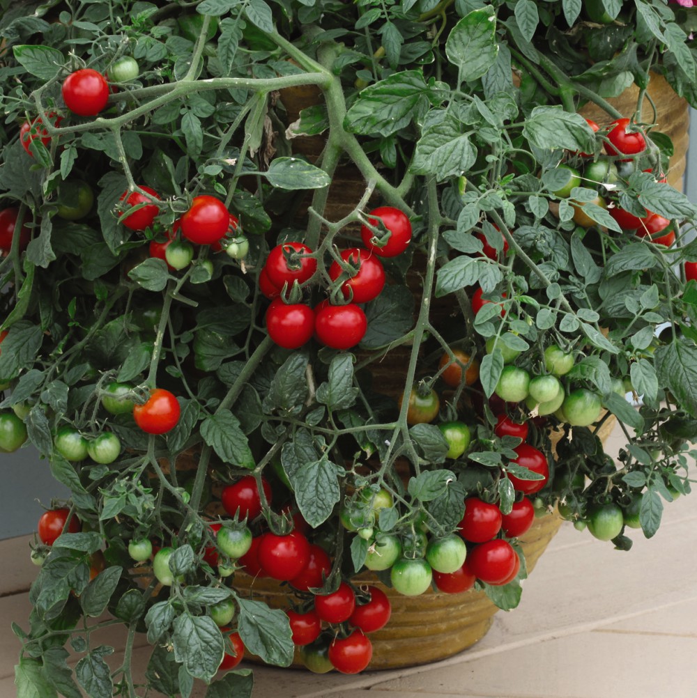 T&M Tomato Tumbling Tom Red Garden Fruiting Half-Hardy Annual Postiplug ...