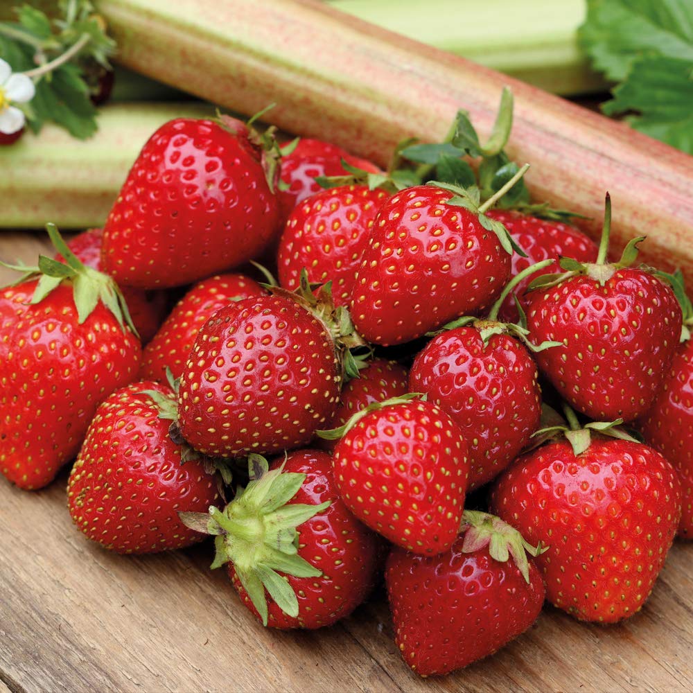 T&amp;M Strawberry Cambridge Favourite Garden Fruit Hardy
