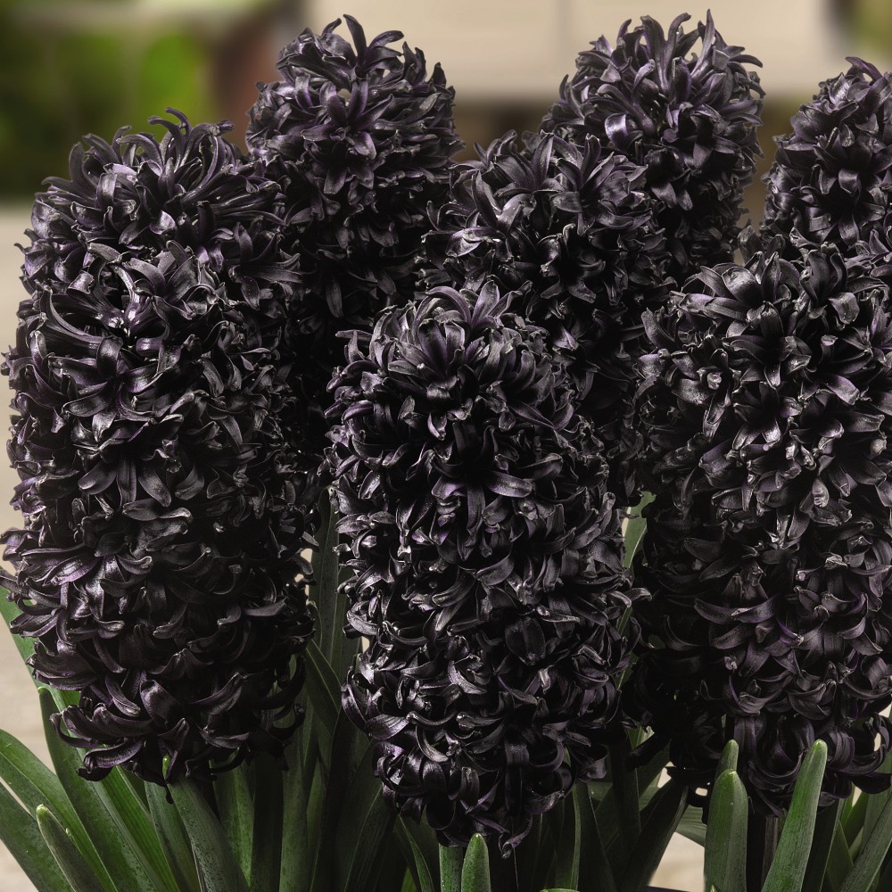 T&M Hyacinth Midnight Mystic Scented Garden Plant Hardy Bulb Flowering