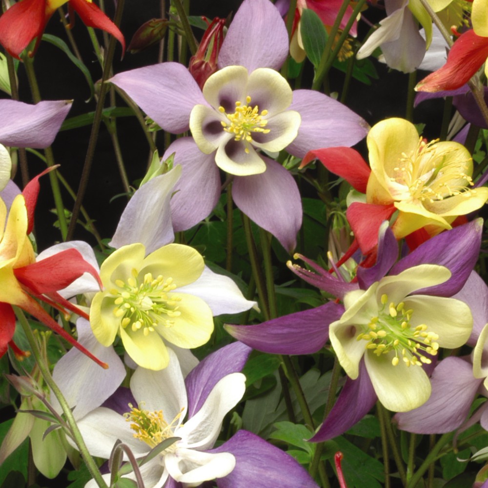 T&M Aquilegia Mrs Scott Elliot Garden Flowering Hardy Perennial Plug