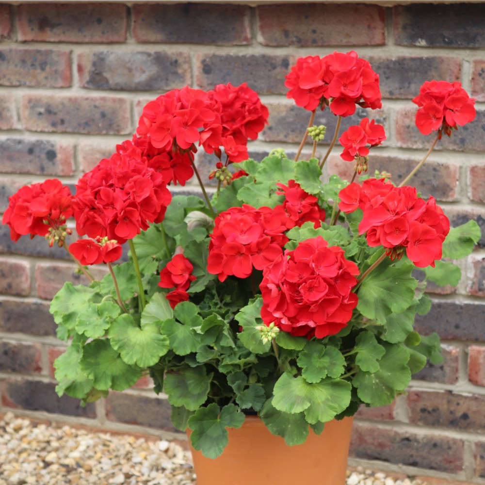 T&M Geranium Power Red Garden Patio Halfhardy Perennial Jumbo Plug