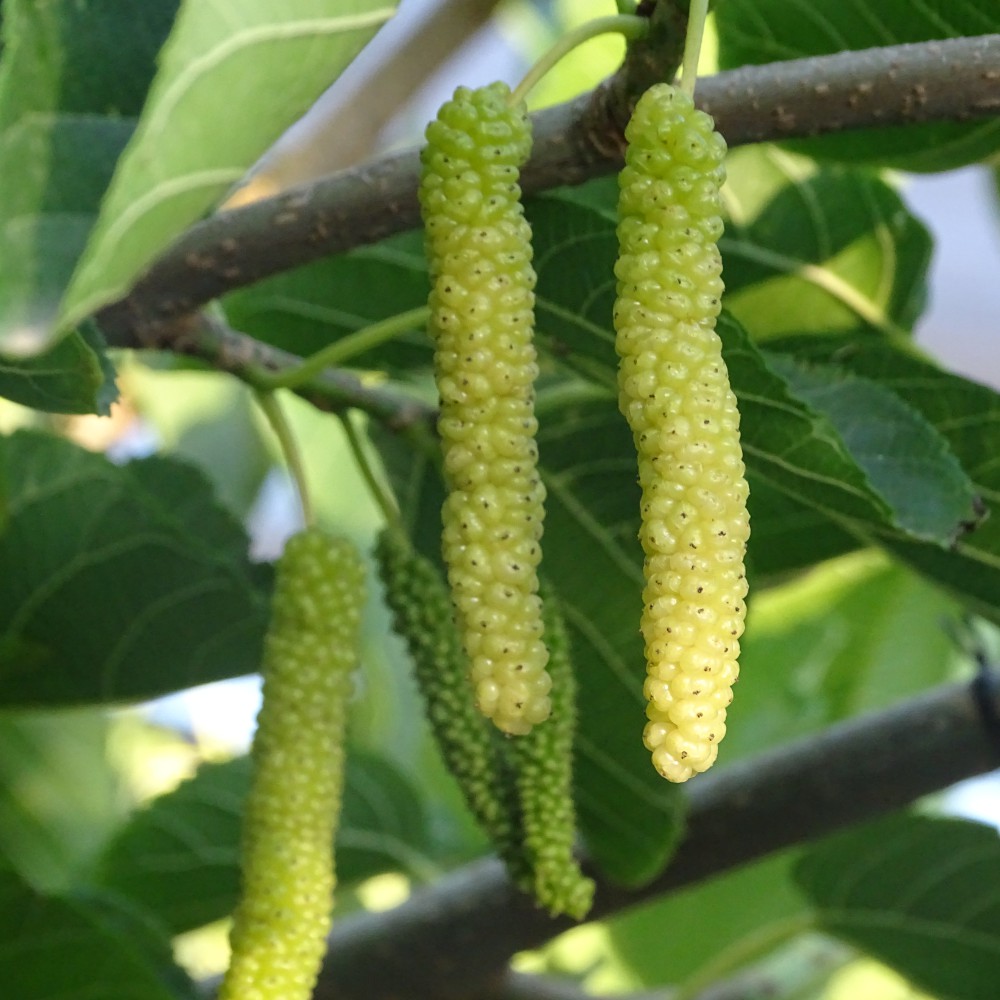 Morus alba King White, Mulberry Tree, Hardy Fruit Tree 9cm Pot by T&M ...