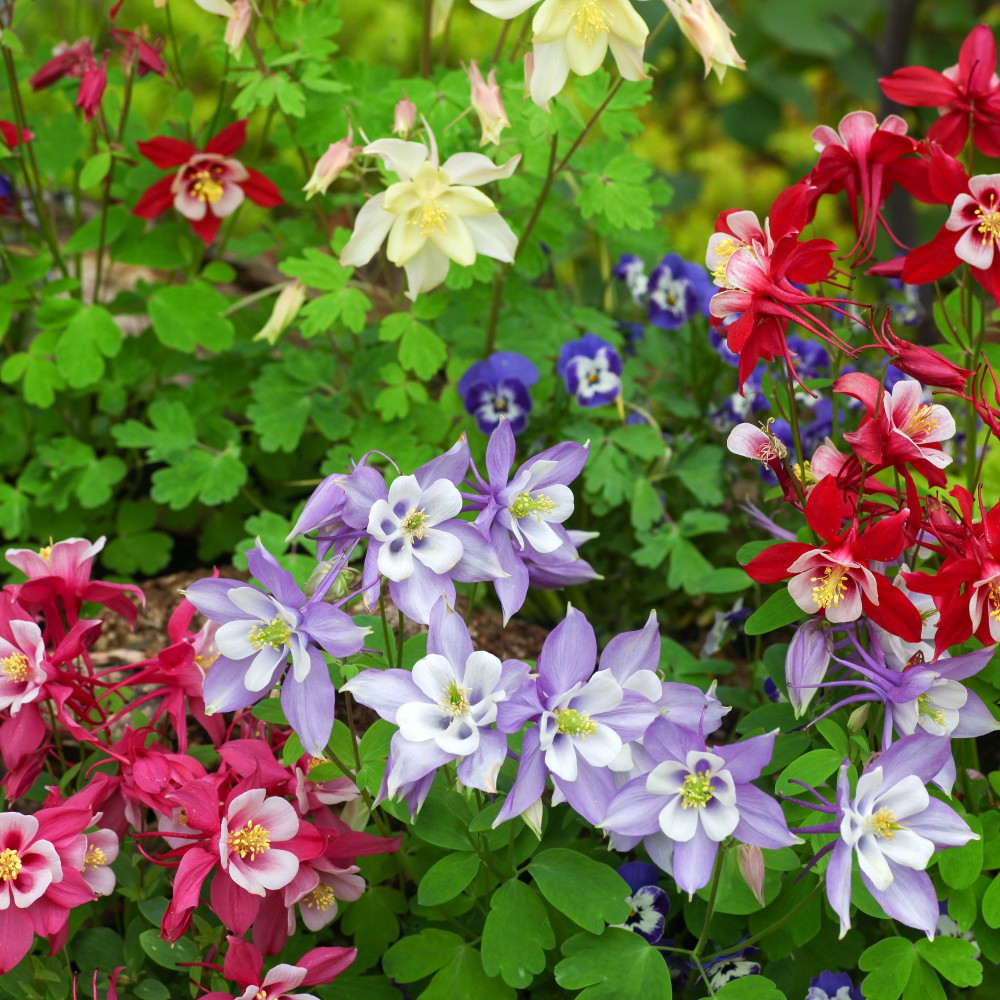 T&M Aquilegia Mrs Scott Elliot Garden Flowering Hardy Perennial Plug