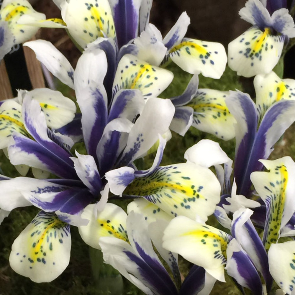 T&M Iris Eyecatcher Garden Border & Patio Plant Hardy Bulb Flowering