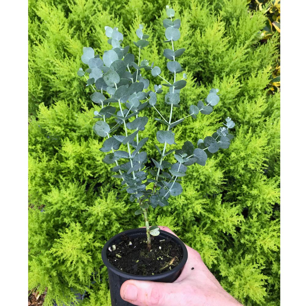 T&M Eucalyptus Gunnii Azura Garden Hardy Tree Silvery-blue Foliage 9cm ...