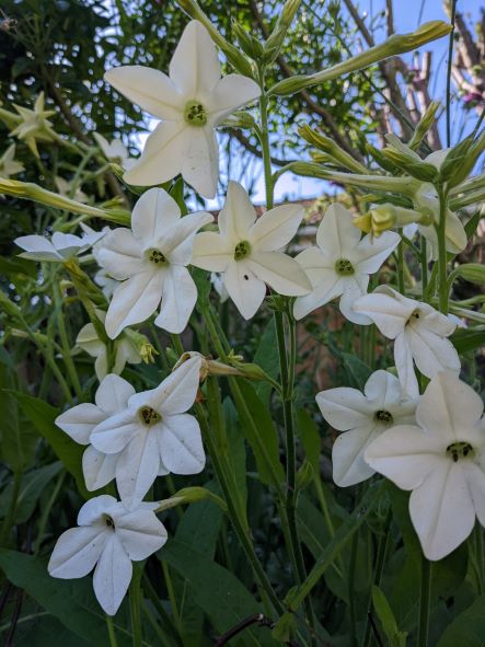 Nicotiana alata 'Grandiflora' - Jasmine Tobacco Plant X 200 SEEDS Garden  Annual