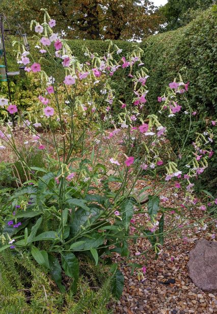 red rose tobacco Red Rose Grabba(1/2 Leaf) red rose tobacco Red Rose Grabba(1/2 Leaf)