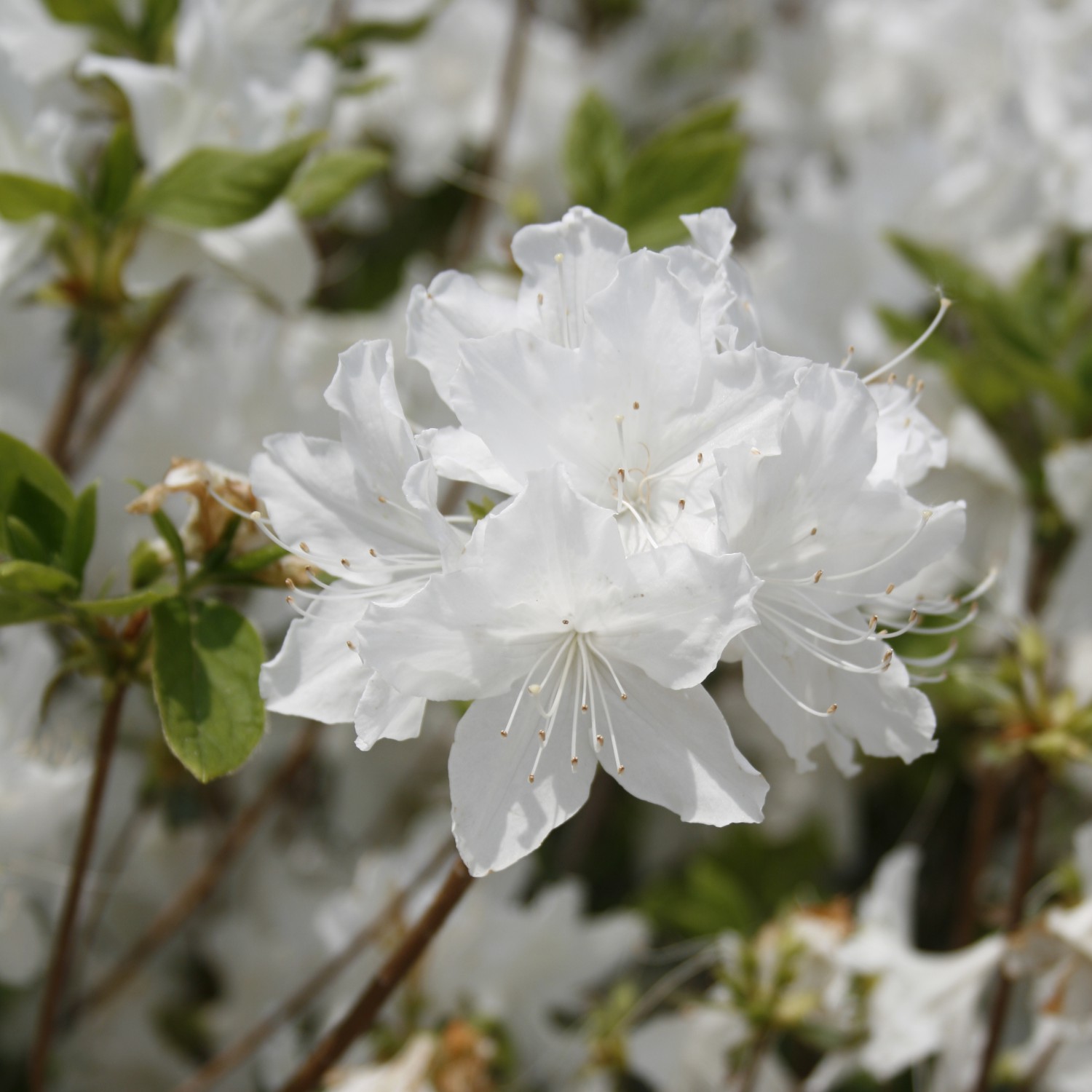 Suttons Garden Rhododendron White Plant Dora Amateis Dwarf Evergreen 3L Pot  | eBay UK