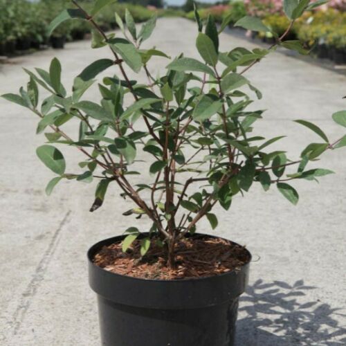 Suttons Honeyberry Lonicera Kamtschatica Myberry Bee Shrub 2x3.6 Litre Pots  | eBay UK
